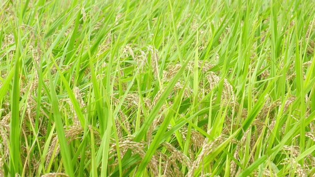Rice fields in autumn, golden rice just before harvest