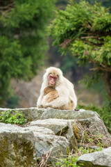 岩の上で子供を抱くニホンザル