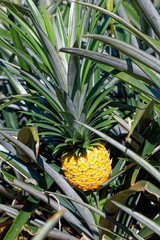 Fototapeta premium Ananas
