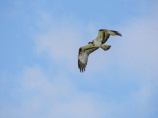 Osprey in flight