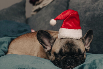 French bulldog puppy in Santa hat sleeping on sofa.