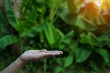 Technology,   Hands holding  globe of tropical nature summer background, 