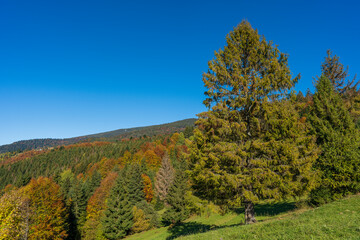 Fototapeta na wymiar Beautiful green spruce next to the autumn forest in the Carpathian mountains on a sunny autumn day on the Synevyr Pass ridge and blue sky background. Ukraine
