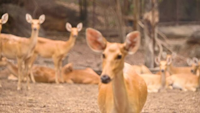 Barasingha deer is walking, Wildlife and very rare animals, Barasinga deers, swamp deer. 
