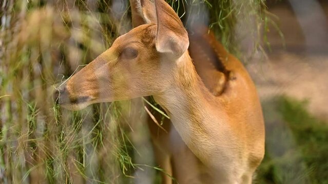 Barasingha deer chewing and seeking for food, Wildlife and very rare animals, Barasinga deers, swamp deer.