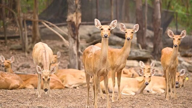 Group of Barasingha deer standing, Wildlife and very rare animals, Barasinga deers, swamp deer.