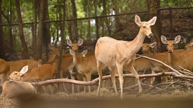 Barasingha deer is walking from group[, Wildlife and very rare animals, Barasinga deers, swamp deer.