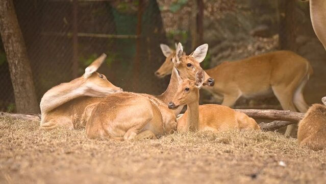 Group of Barasingha deer are laying, Wildlife and very rare animals, Barasinga deers, swamp deer.
