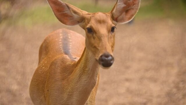 Barasingha deer standing, Wildlife and very rare animals, Barasinga deers, swamp deer.