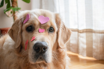 Golden retriever dog with white, red and pink hearts on his head looking at the camera.