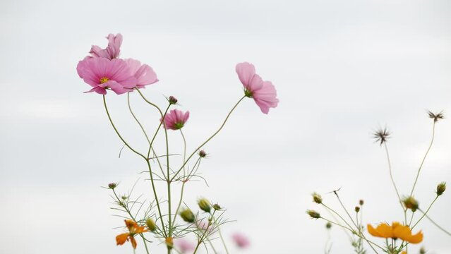 Rice fields in autumn, cosmos in beautiful bloom
