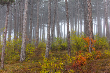 colorful autumn forest in the mist