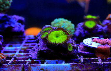 Colorful zoanthids polyps in reef aquarium tank