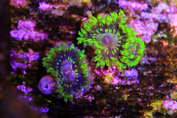 Amazing colorful Yoda zoanthids polyps colony 