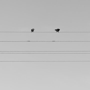 Two starlings on power line, picture of two birds on the line