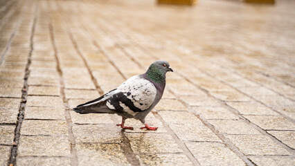 beautiful krakow poland pigeons girl