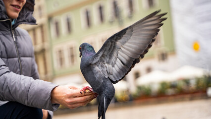beautiful krakow poland pigeons girl