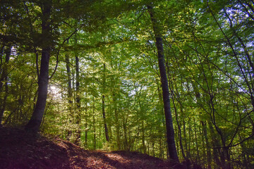 Fototapeta premium Forest Nature Bosnia And Herzegovina 