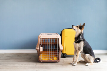Cute mixed breed dog sitting by travel pet carrier, blue wall background
