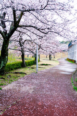 花曇りの桜並木道