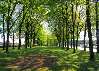 Trees in a city park with light green spring leaves and green grass