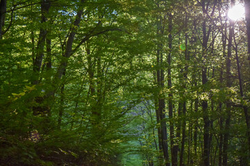 Obraz premium Forest Nature Bosnia And Herzegovina 