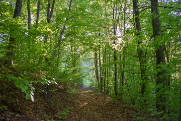 Fototapeta na wymiar Forest Nature Bosnia And Herzegovina 