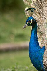 portrait of a peacock