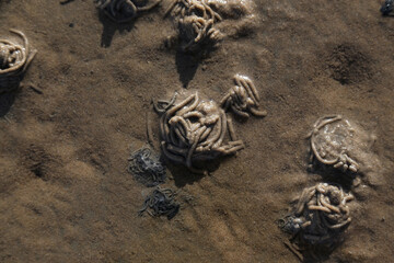 Wattenmeer, Nordsee, Sylt, Deutschland im Herbst