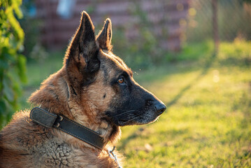 Beautiful German Shepherd on the background of nature.