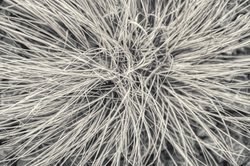 Grass macro close-up art wallpaper