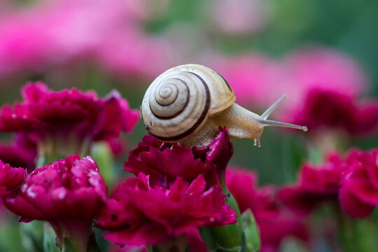 Purpurschnecke Bilder Durchsuchen 5,630 Archivfotos,