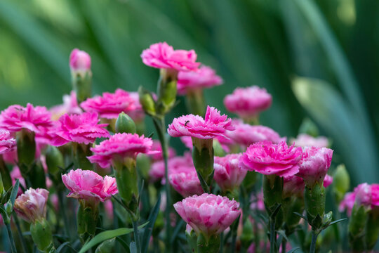 Blooming pink carnations in a spring garden - selective focus, copy space