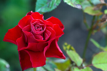 close up of red rose with dew drops - selective focus, copy space