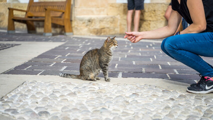cats malta island being stroked by people © Tymoteusz