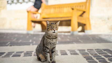 cats malta island being stroked by people © Tymoteusz