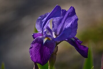 Flores Iris purpura  - El Bolson - Rio Negro - Argentina