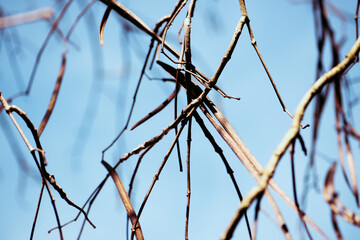 Trumpet tree in November, bare branches