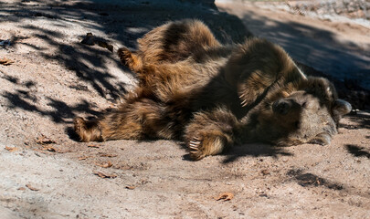 Fototapeta premium A brown bear lies upside down in the shade of a tree, the sun partially falls on it.