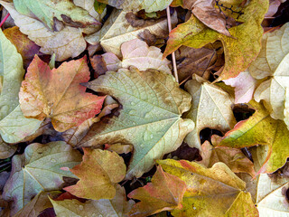 Texture of a carpet of leaves with water drops, in autumn