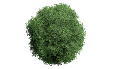 3D Top view Green Trees Isolated on PNGs transparent background , Use for visualization in architectural design or garden decorate	
