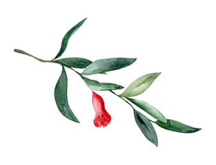 Green pomegranate branch with a flower. Hand drawn watercolor illustration