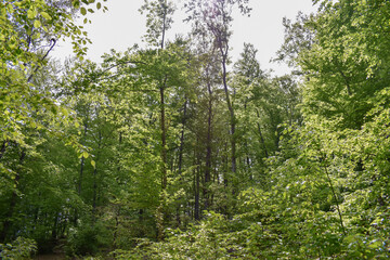 Fototapeta premium Forest Nature Bosnia And Herzegovina 