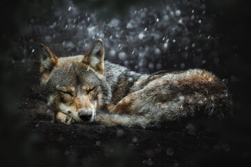 Gray wolf (Canis lupus) sleeps curled up on the ground in light rain and snow
