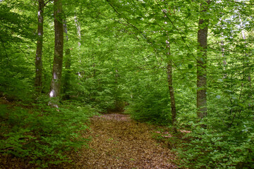 Forest Nature Bosnia And Herzegovina 