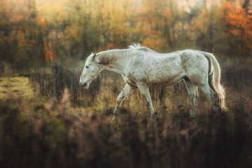 Beautiful white horse walking on a grassy meadow against the background of an autumn forest and yellow leaves