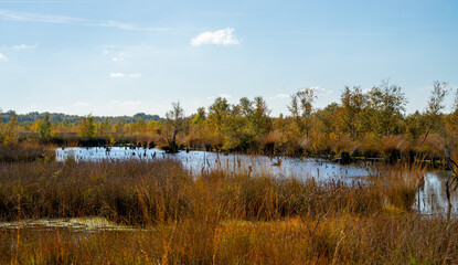 Pool with dead trees in a marshland in Bargerveen, Netherlands

