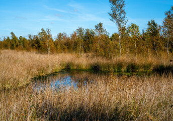 Swamp in a marshland in Bargerveen, Netherlands

