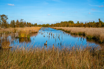 Pool with dead trees in a marshland in Bargerveen, Netherlands
