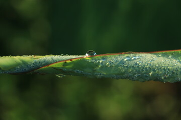 Banana leaf with water droplets